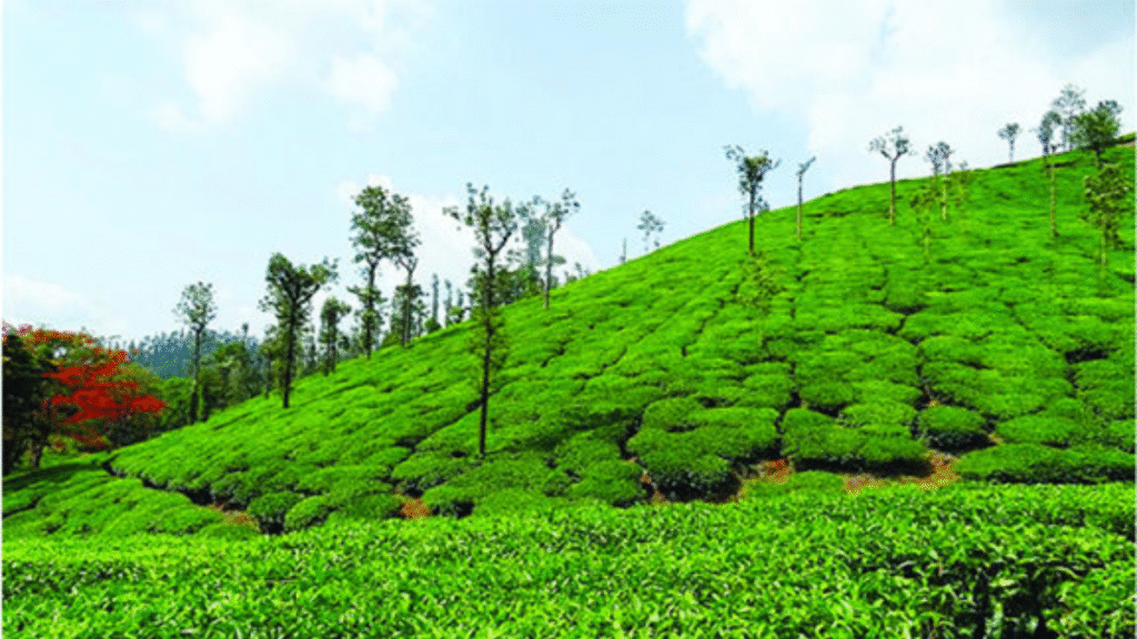Hill Stations Coorg Karnataka