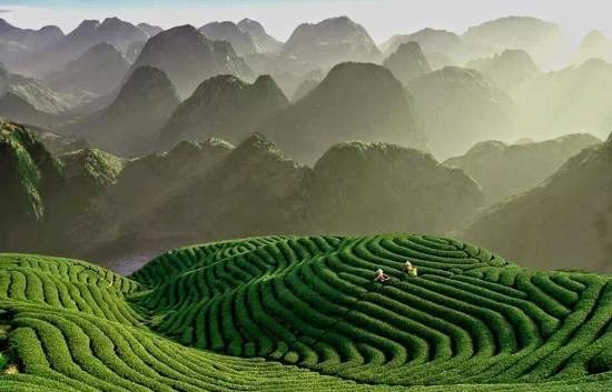 Hill Stations Munnar Kerala